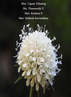 Valley of Flower Report